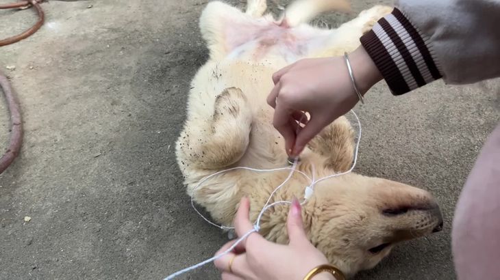 [抖音六六]助眠哄睡ASMR视频集 40